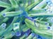 Ghost Shrimp in an anemone 