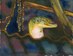 Akiv & Maron Island -Monitor Lizard
