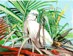Oct 10
Cockatoo