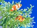Clown fish Underwater
