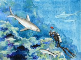 11-1 Mary Island---- Shark everywhere,