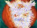 11-12 a dive with clown fish