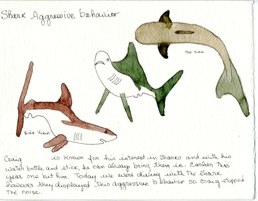 a lesson of shark