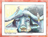 Cape Buffalo + Birds