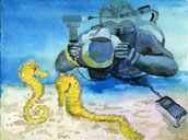 Ed photographing sea horses